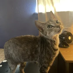 rehome zoey