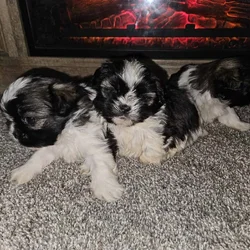 Imperial Shih-tzu Puppies