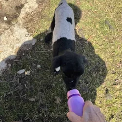 Bottle baby lamb