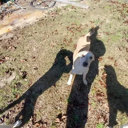 Puppy for free