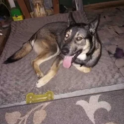 Free shepsky dog