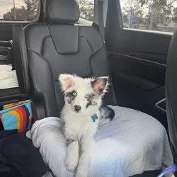 Selling mini Australian Shepard puppy!