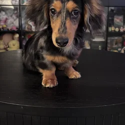 7 Month Male Mini Dachshund