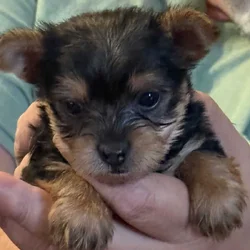 Yorkshire Terrier Puppies