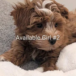 Havanese AKC