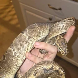 Ball Python and Tank