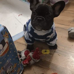 French bulldog female