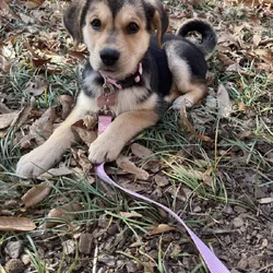 Selling puppy and everything that comes with her