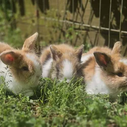 Lionlop Bunnies/Rabbits