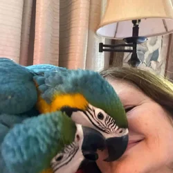 Blue and gold macaw Parrots for adoption