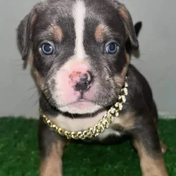 American blue tri pocket bully