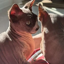 Rehoming, beautiful sphinx, bambino dwarf females