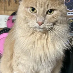 Cat - Stanley