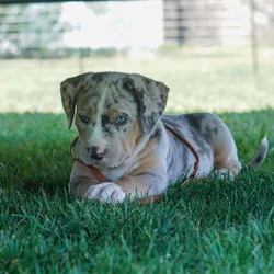 xl bully puppies