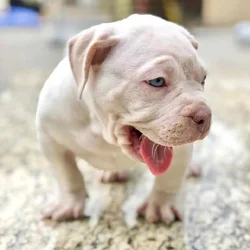Registered American Bully Puppies