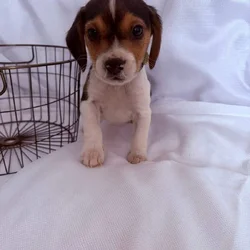 6 week male beagle pup green collar