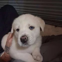 Great Pyrenees Husky mix