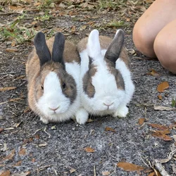 bonded rabbit pair