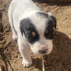 Border Collie / Great Pyrenee