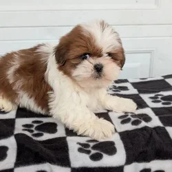 Sweet Teddy Bear pups