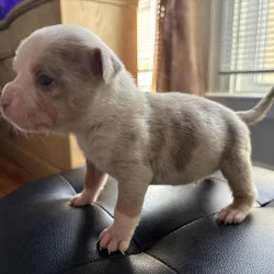 American Bully Pups