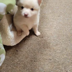 Pomchi Puppies