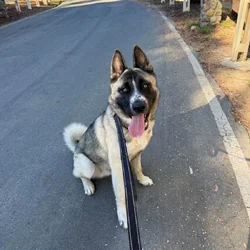 Husky Akita Mix