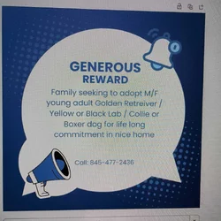 Wanted - Golden retriever young adult M/F
