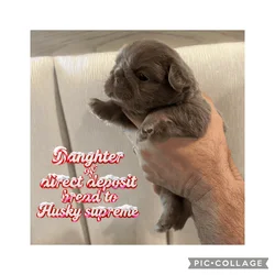 AKC male fluffy pup