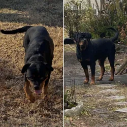 AKC Rottweiler Puppies