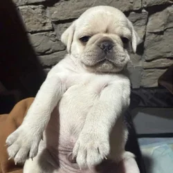 Creme Pug