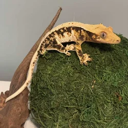 Tricolor lily white male crested gecko