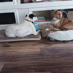 Adoption