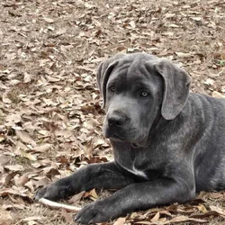 Huge cane corso