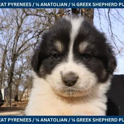 LGD Puppies-Great Pyrenees/Shepherd Mix