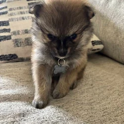 Pomeranian Puppies
