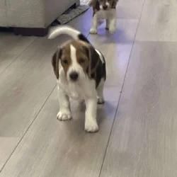 Beagle Puppies