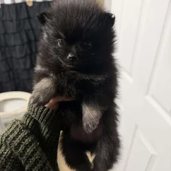 Pom puppy