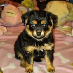 Chorkie female puppy
