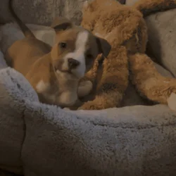 Registered female pup