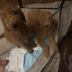 Rehoming adorable golden doodle puppies