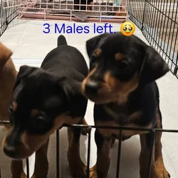 Miniature Pincher pups