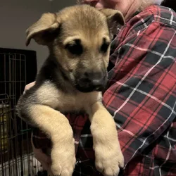 German Shepard Puppies