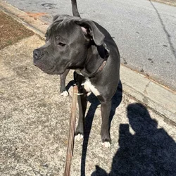 Male dog rehoming