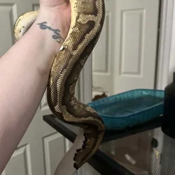 Pied Ball Python