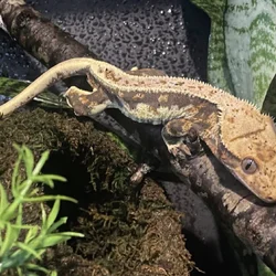 Lily white crested gecko male 39grams
