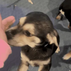 Rottie/Pointer mix puppies-free