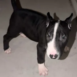English Bull Terrier Puppy