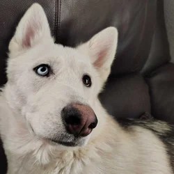 Alaskan Shepherd looking for a forever home