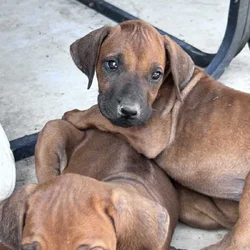 Rhodesian Ridgeback Puppies